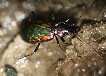 An image of the ground beetle, Nebria catenulata, from southern Siberia, Russia.