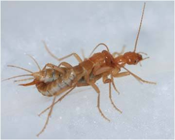 An image of a mating pair of ice crawlers, Grylloblatta.