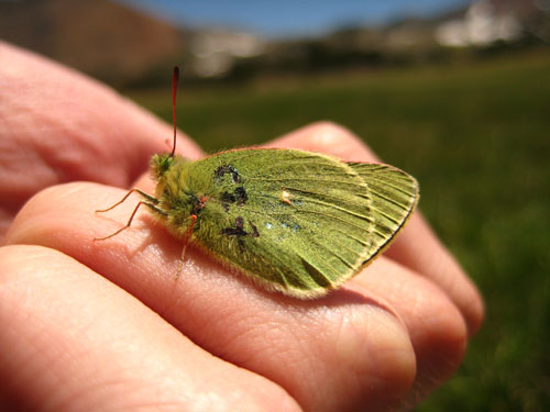 An image of the Sierra Green Sulphur butterfly, Colias behrii, with wing labeling during a mark-recapture experiment.