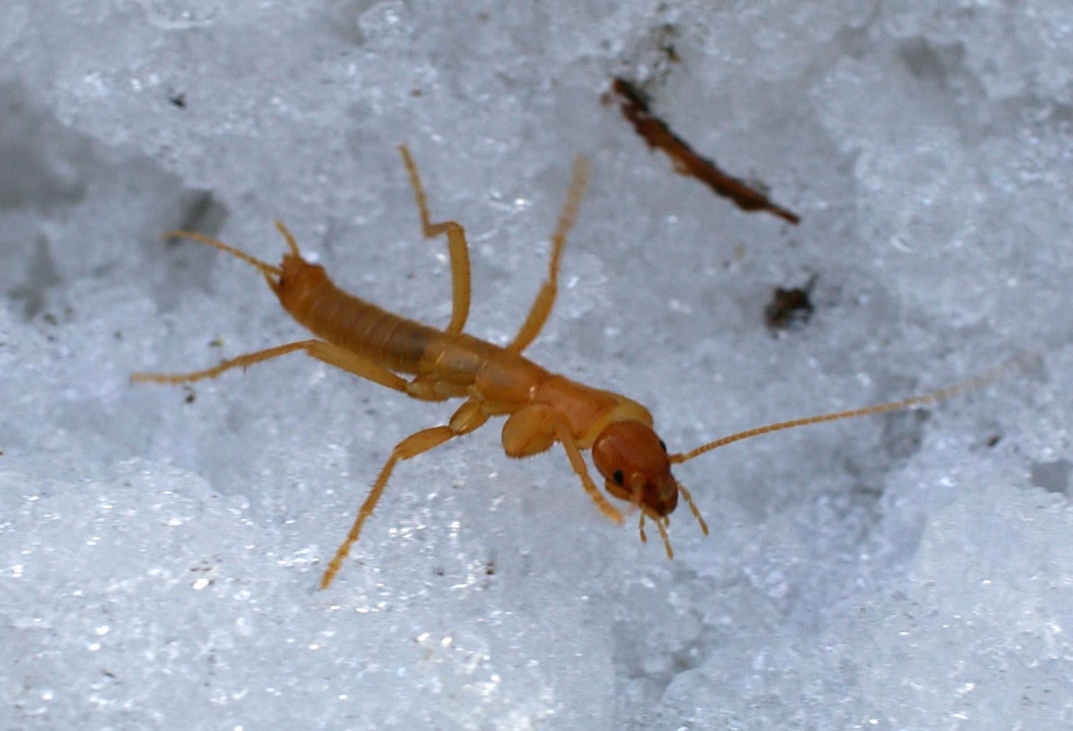 Photo of an ice crawler on snow