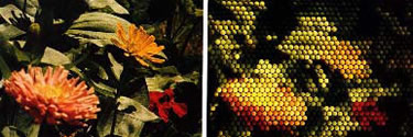 Insect vision compared to humans