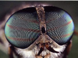 Insect compound eye