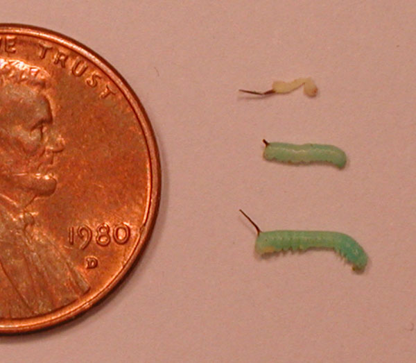 Manduca sexta development during its first instar