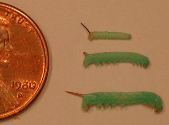 Manduca sexta development during its second instar