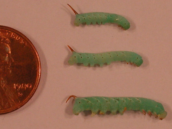 Manduca sexta development during its third instar