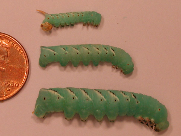 Manduca sexta development during its fourth instar