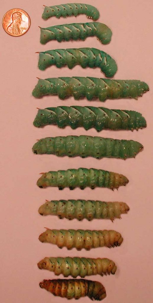 Manduca sexta development during the late-stage (fifth instar) larvae stage