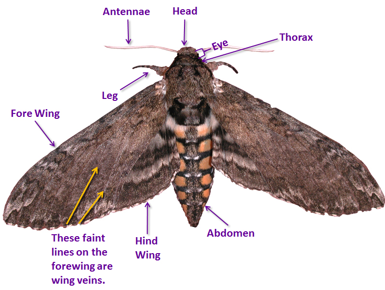 An adult Manduca sexta with anatomical features labeled
