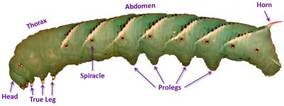 A larval Manduca sexta with anatomical features labeled