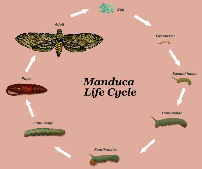 The life cycle of Manduca sexta