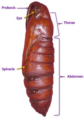 A pupal Manduca sexta with anatomical features labeled