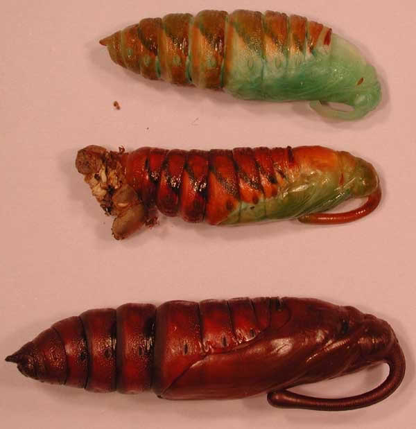 Manduca sexta undergoing the pupal tanning process